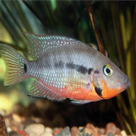 Fire Mouth Chichilds (5 Pieces)