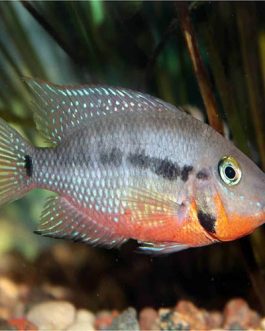 Fire Mouth Chichilds (5 Pieces)