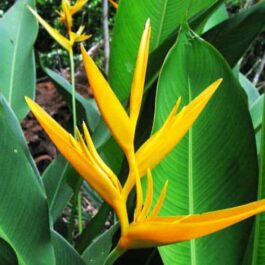 Heliconia Psittacorum Golden Tourch/ Lady Diana (Single plant)