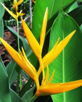 Heliconia Psittacorum Golden Tourch/ Lady Diana (Single plant)