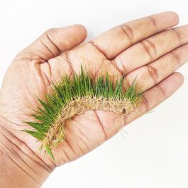 Japanese Dwarf Hairgrass/ Eleocharis Parvula ‘Japanese’ (1 bunch)