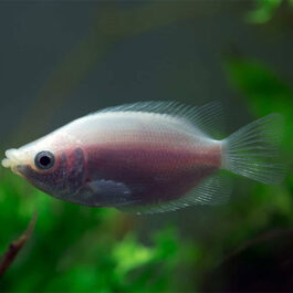 Kissing Gaurami XXL (5 Pieces)