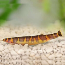 Kuhli Loach (5 Pieces)