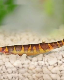 Kuhli Loach (5 Pieces)