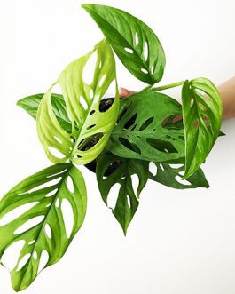 Monstera adansonii/ Broken Heart Plant (Single plant)