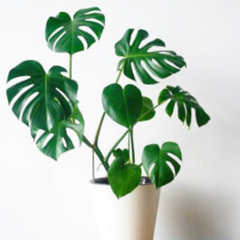Monstera varieties