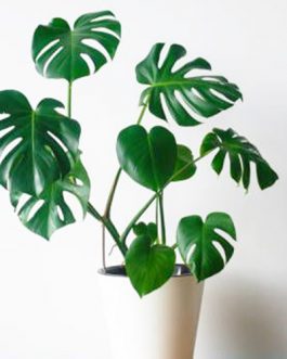 Monstera deliciosa/ Swiss cheese plant (Two large plants)