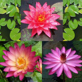 Wanvisa, Albert green burg Pink night bloomer(combo 3 plants)