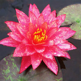 Wanvisa, Albert green burg Pink night bloomer(combo 3 plants)