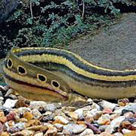 Peacock Eel 3″-4″(10 Pieces)