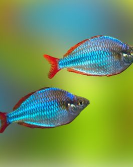 Peacock rainbow fish (4 Pieces)