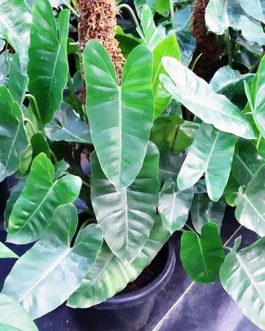 Philodendron Kerala Hybrid (Single plant)