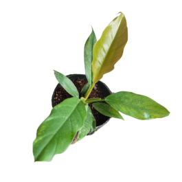 Philodendron Pluto (medium sized jiffy plant)