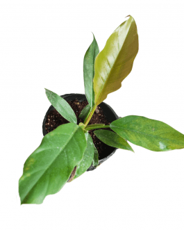 Philodendron Pluto (medium sized jiffy plant)