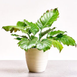 Philodendron Pluto (medium sized jiffy plant)
