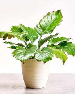 Philodendron Pluto (medium sized jiffy plant)