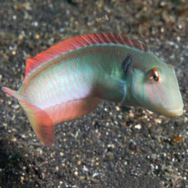 Racer or knife Fish (5 Pieces)