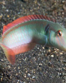 Racer or knife Fish (5 Pieces)