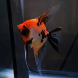 Red Devil Angel (5 pcs)