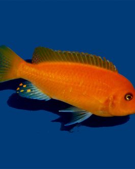 Red Zebra (5 Pieces)