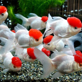 Red Cap Gold fish(5 Pieces)