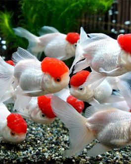Red Cap Gold fish(5 Pieces)