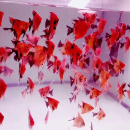 Red devil Angel fish (20 Pieces)