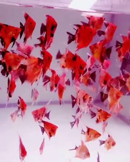 Red devil Angel fish (20 Pieces)