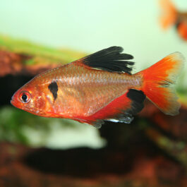 Serpae tetra ( 5 Pcs)