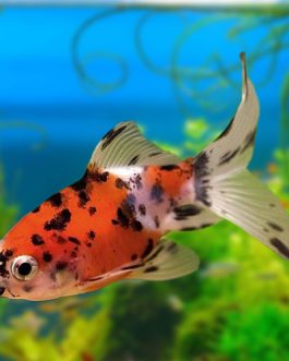 Shubunkin Gold fish big (10 Pieces)