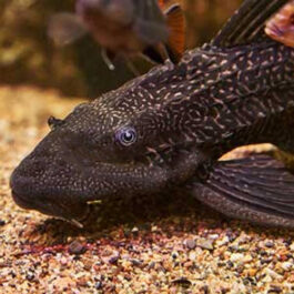 Albino Sucker Cat fish (10 Pieces)