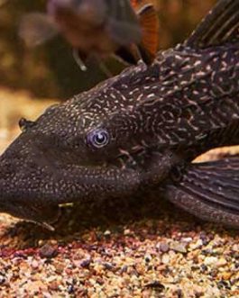 Albino Sucker Cat fish (10 Pieces)