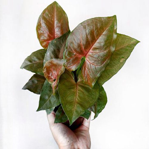 makeup tårn Krudt Syngonium Podophyllum Red Veins (Single plant) - Buy Aquarium Plants and  Aquarium Fishes Online