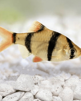 Tiger Barb (15 Pieces)