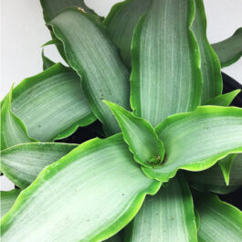 Rhoeo silver/ Tradescantia Spathacea Silver (single plant)