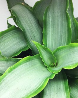 Rhoeo silver/ Tradescantia Spathacea Silver (single plant)