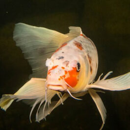 Veil Tail Koi Carp Kohako Big Size (2 Pieces)