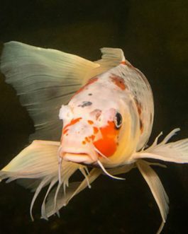 Veil Tail Koi Carp Kohako Big Size (2 Pieces)