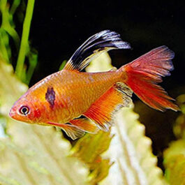 Serpae Tetra veiltail ( 5 pcs)
