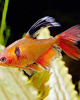 Serpae Tetra veiltail ( 5 pcs)