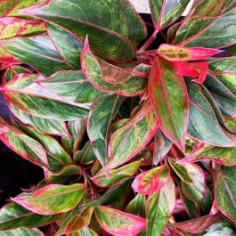 Aglaonema red lipstick/ Aglaonema siam aurora (Single plant)