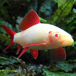 Albino Rainbow fish (10 Pieces)