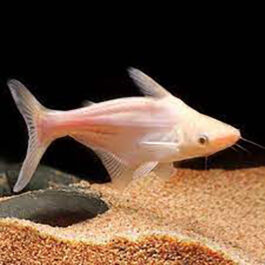Albino Tiger shark fish (10 Pieces)
