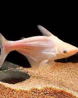 Albino Tiger shark fish (10 Pieces)