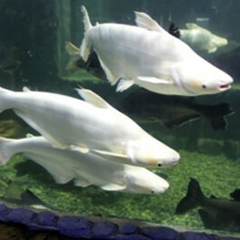 Albino Tiger shark fish (10 Pieces)