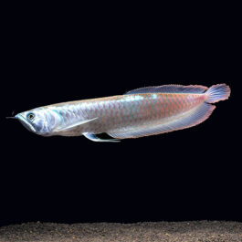 AROWANA (SILVER 4 INCHES)