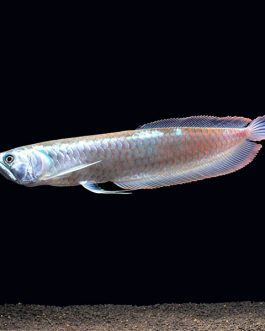AROWANA (SILVER 4 INCHES)
