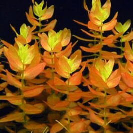 Bacopa caroliniana saffron red (3 stems)