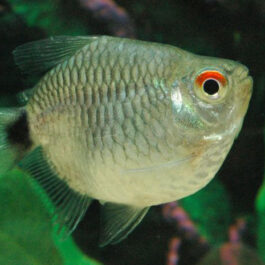 Red Eye Baloon Tetra (10 Pieces)