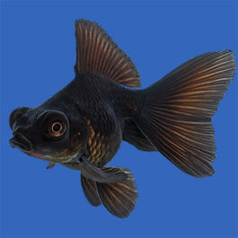 Black Moor (30 Pieces)